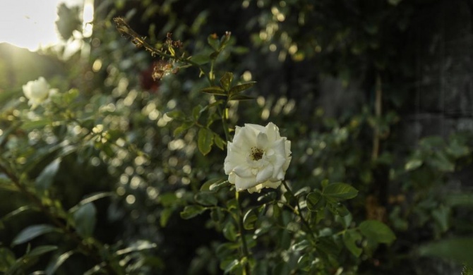 Casetta delle Rose sull'etna
